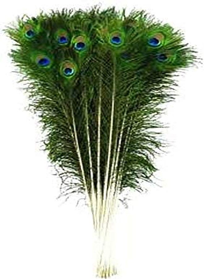 Prime Hub Prisart Peacock Feather More Pankh Feather Tails Original Full Length Size 30 Inch (50) - Image 4
